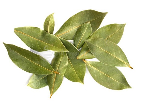 Bay leaf