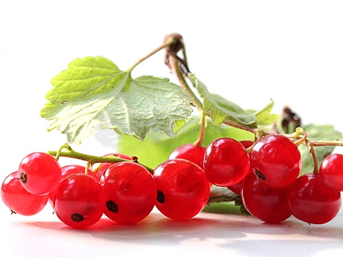 Redcurrant