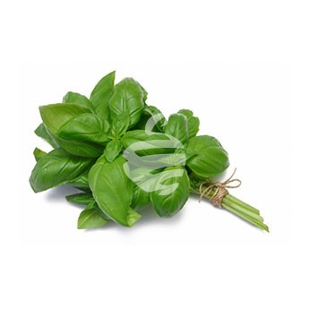 Basil green