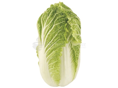 Cabbage chinese