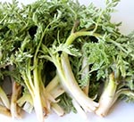 Chervil