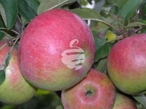 Խնձոր սիմիրենկո