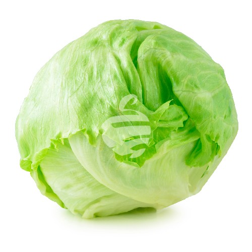 iceberg cabbage