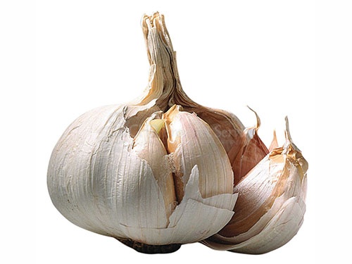 Garlic