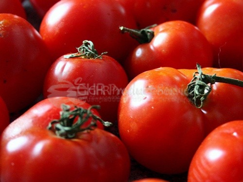 Tomato (field)