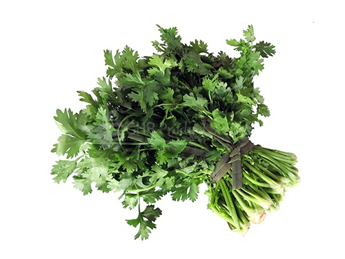 Coriander