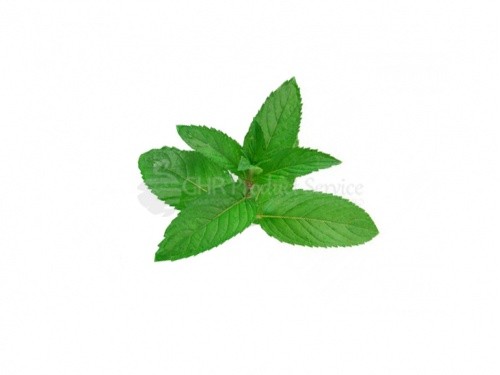 Mint dried0