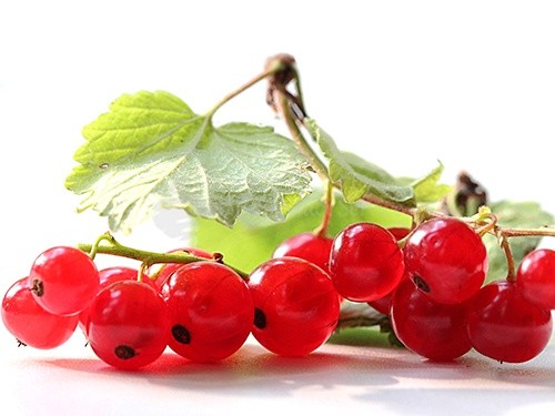 Redcurrant0