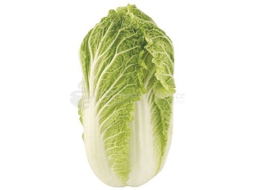 Cabbage chinese0